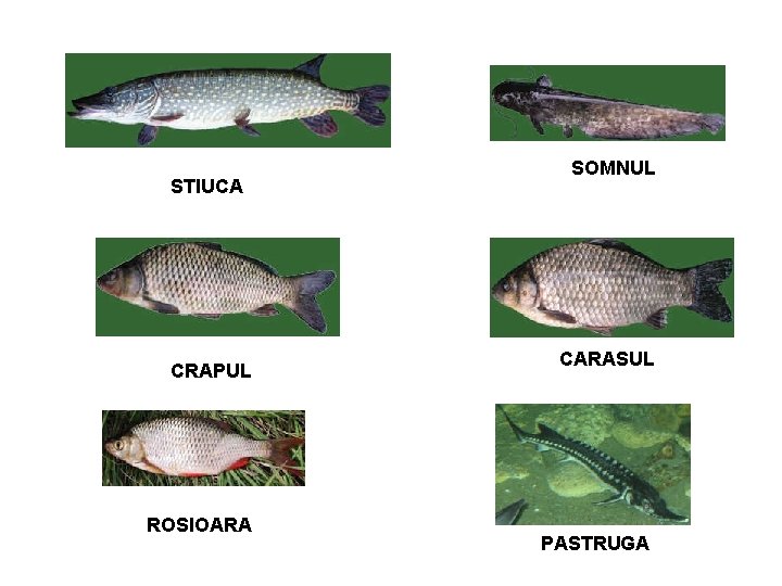 STIUCA CRAPUL ROSIOARA SOMNUL CARASUL PASTRUGA STIUCA CRAPUL ROSIOARA SOMNUL CARASUL PASTRUGA