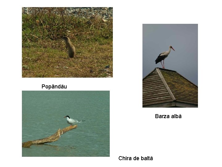 Popândău Barza albă Chira de baltă Popândău Barza albă Chira de baltă