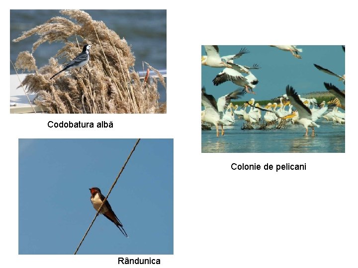 Codobatura albă Colonie de pelicani Rândunica Codobatura albă Colonie de pelicani Rândunica
