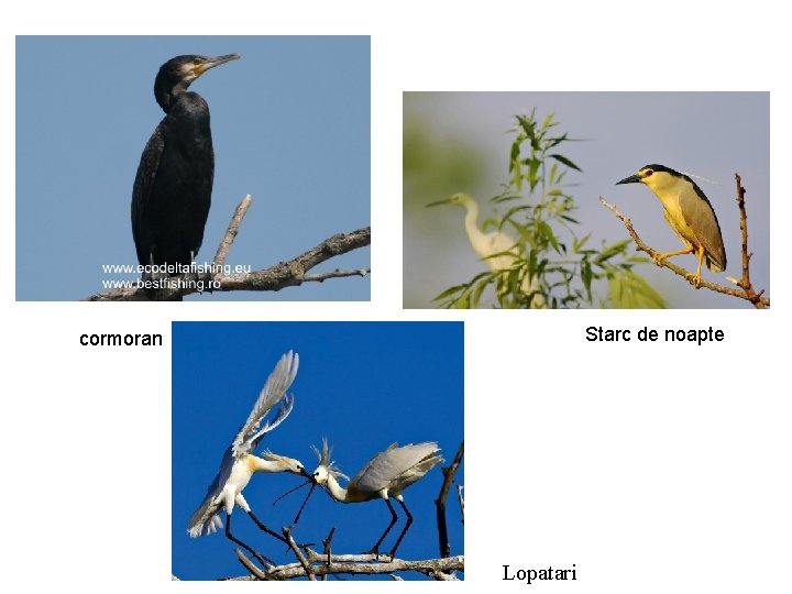 Starc de noapte cormoran Lopatari Starc de noapte cormoran Lopatari