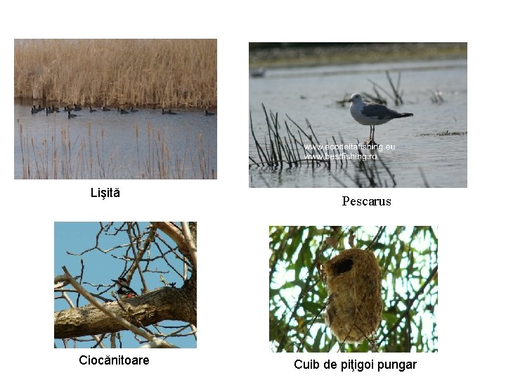 Lişită Ciocănitoare Pescarus Cuib de piţigoi pungar Lişită Ciocănitoare Pescarus Cuib de piţigoi pungar