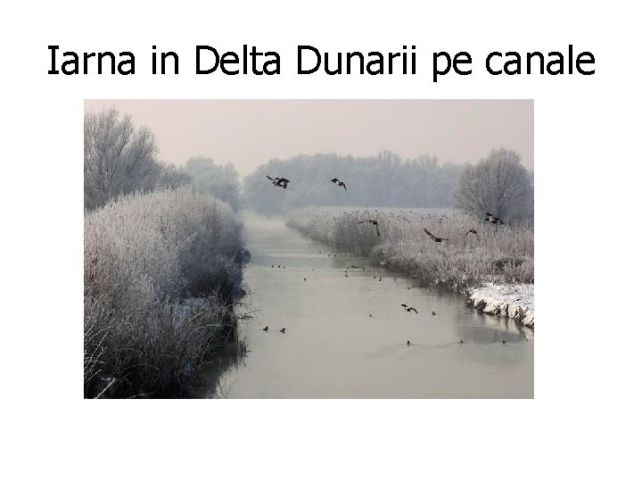 Iarna in Delta Dunarii pe canale Iarna in Delta Dunarii pe canale