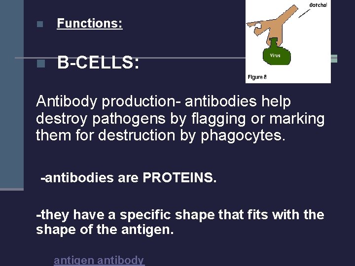 n Functions: n B-CELLS: Antibody production- antibodies help destroy pathogens by flagging or marking
