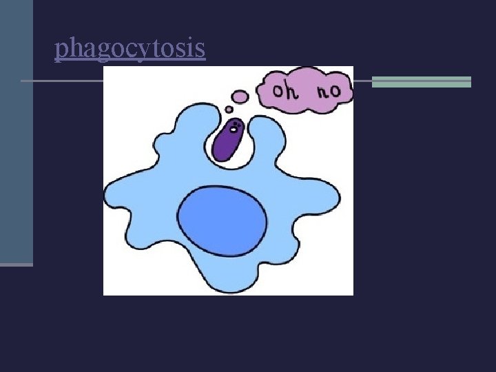 phagocytosis 