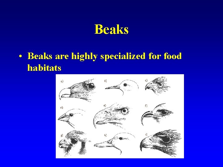 Beaks • Beaks are highly specialized for food habitats 