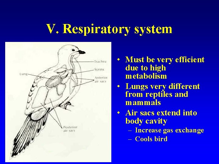 V. Respiratory system • Must be very efficient due to high metabolism • Lungs