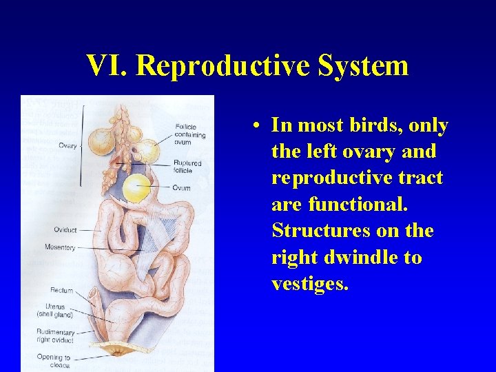 VI. Reproductive System • In most birds, only the left ovary and reproductive tract