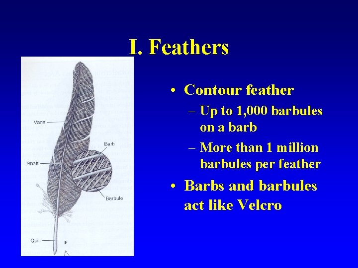 I. Feathers • Contour feather – Up to 1, 000 barbules on a barb