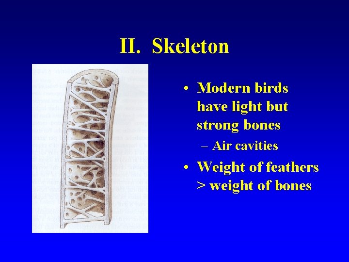 II. Skeleton • Modern birds have light but strong bones – Air cavities •