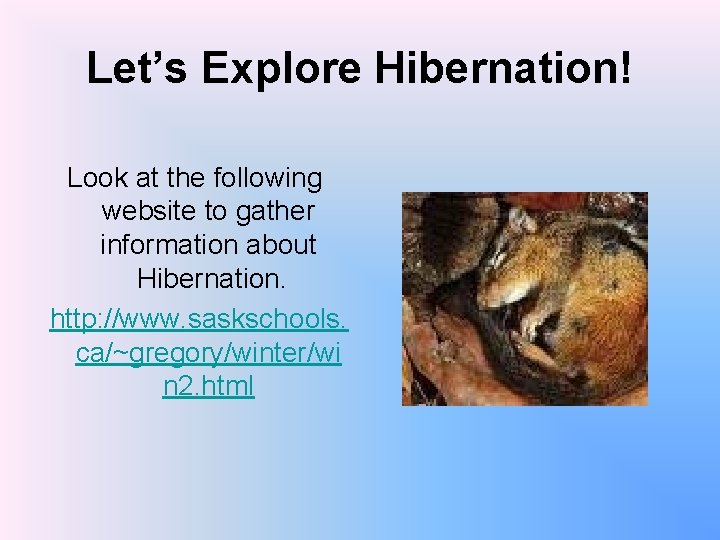 Let’s Explore Hibernation! Look at the following website to gather information about Hibernation. http: