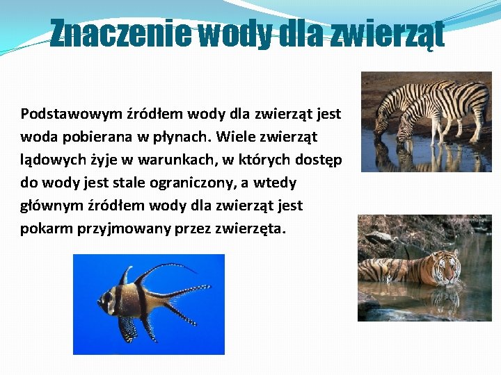 Znaczenie wody dla zwierząt Podstawowym źródłem wody dla zwierząt jest woda pobierana w płynach.