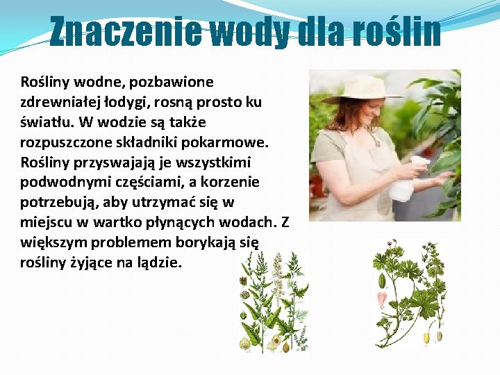 Znaczenie wody dla roślin Rośliny wodne, pozbawione zdrewniałej łodygi, rosną prosto ku światłu. W