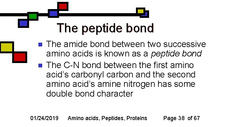 The peptide bond n n The amide bond between two successive amino acids is