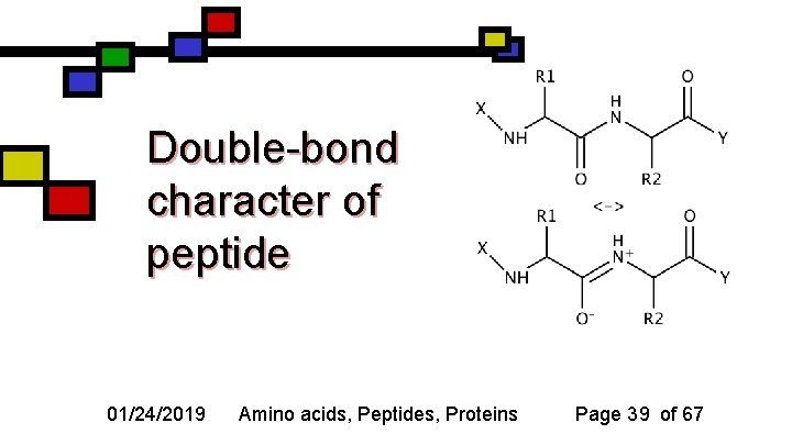 Double-bond character of peptide 01/24/2019 Amino acids, Peptides, Proteins Page 39 of 67 