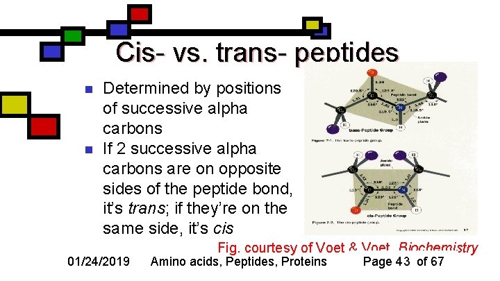 Cis- vs. trans- peptides n n Determined by positions of successive alpha carbons If