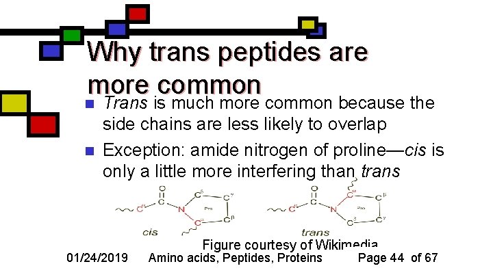 Why trans peptides are more common n n Trans is much more common because