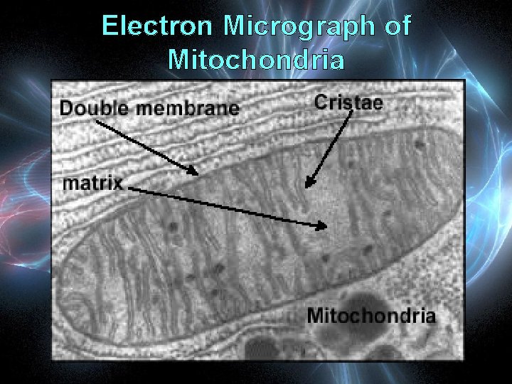 Electron Micrograph of Mitochondria 