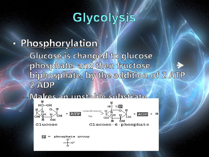Glycolysis • Phosphorylation – Glucose is changed to glucose phosphate and then fructose biphosphate,
