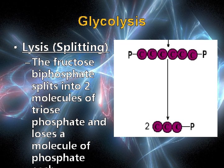 Glycolysis • Lysis (Splitting) – The fructose biphosphate splits into 2 molecules of triose