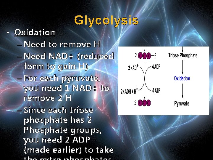 Glycolysis • Oxidation – Need to remove H – Need NAD+ (reduced form to