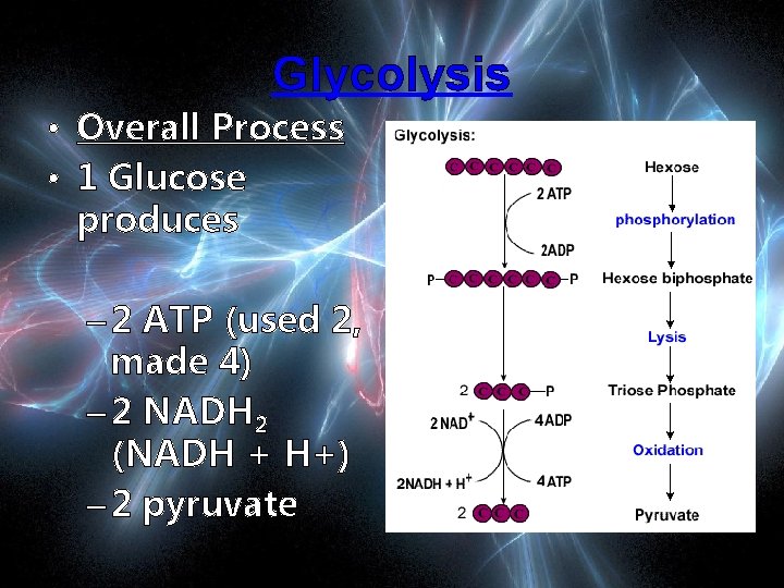 Glycolysis • Overall Process • 1 Glucose produces – 2 ATP (used 2, made