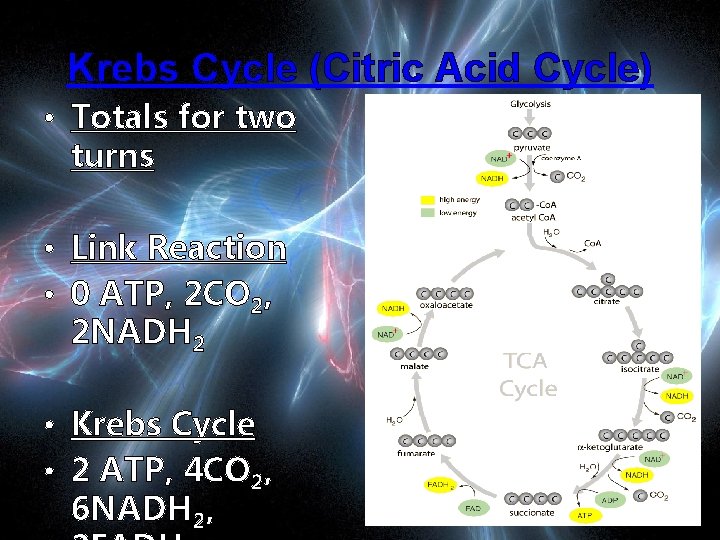 Krebs Cycle (Citric Acid Cycle) • Totals for two turns • Link Reaction •