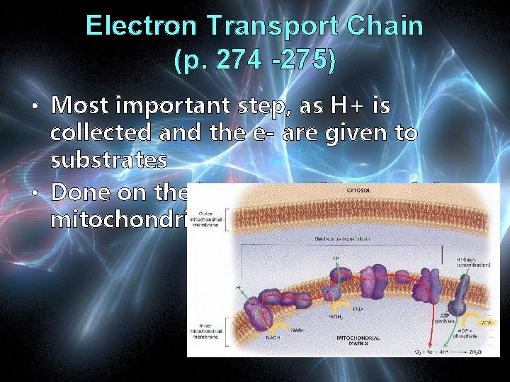 Electron Transport Chain (p. 274 -275) • Most important step, as H+ is collected
