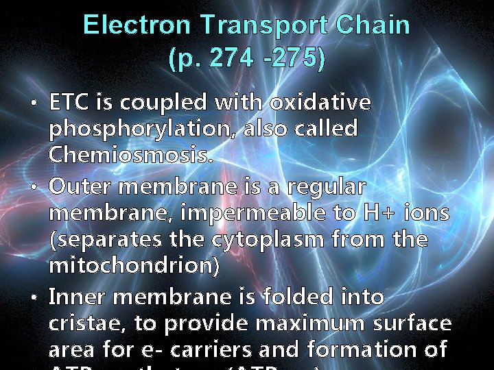 Electron Transport Chain (p. 274 -275) • ETC is coupled with oxidative phosphorylation, also