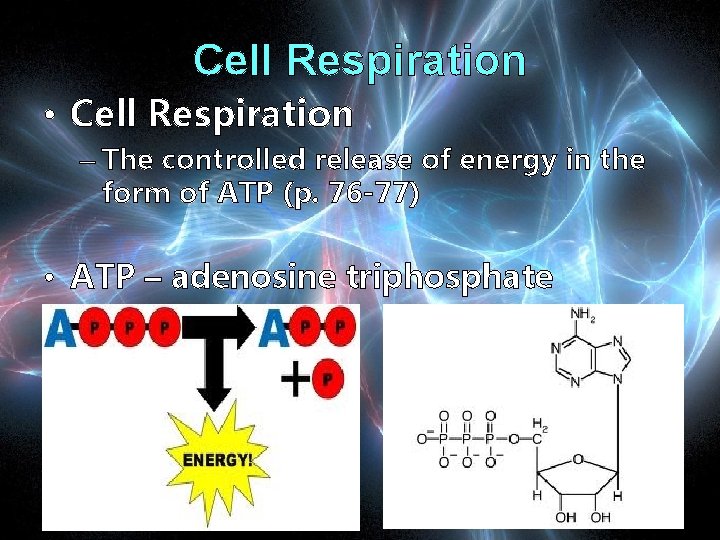 Cell Respiration • Cell Respiration – The controlled release of energy in the form