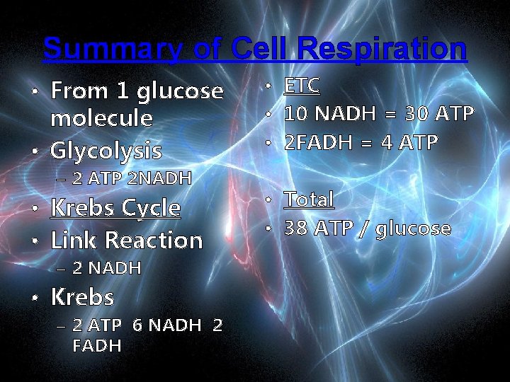 Summary of Cell Respiration • From 1 glucose molecule • Glycolysis – 2 ATP