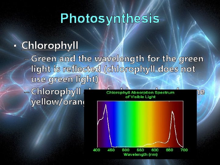 Photosynthesis • Chlorophyll – Green and the wavelength for the green light is reflected