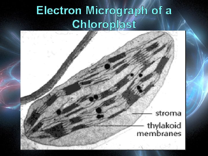 Electron Micrograph of a Chloroplast 