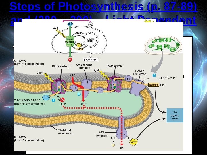 Steps of Photosynthesis (p. 87 -89) and (280 – 290) – Light Dependent Reactions