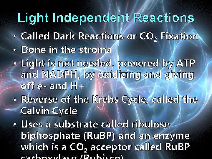 Light Independent Reactions • Called Dark Reactions or CO 2 Fixation • Done in