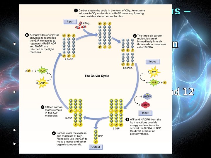 Light Independent Reactions – Calvin Cycle • Totals used per turn of the Calvin