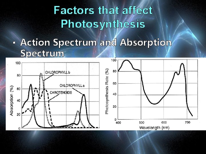Factors that affect Photosynthesis • Action Spectrum and Absorption Spectrum 