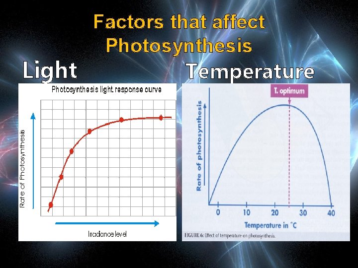 Factors that affect Photosynthesis Light Temperature 