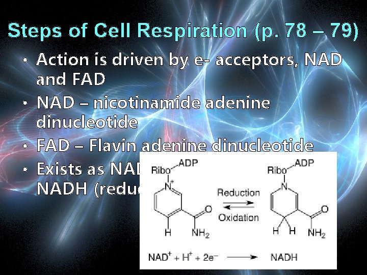 Steps of Cell Respiration (p. 78 – 79) • Action is driven by e-