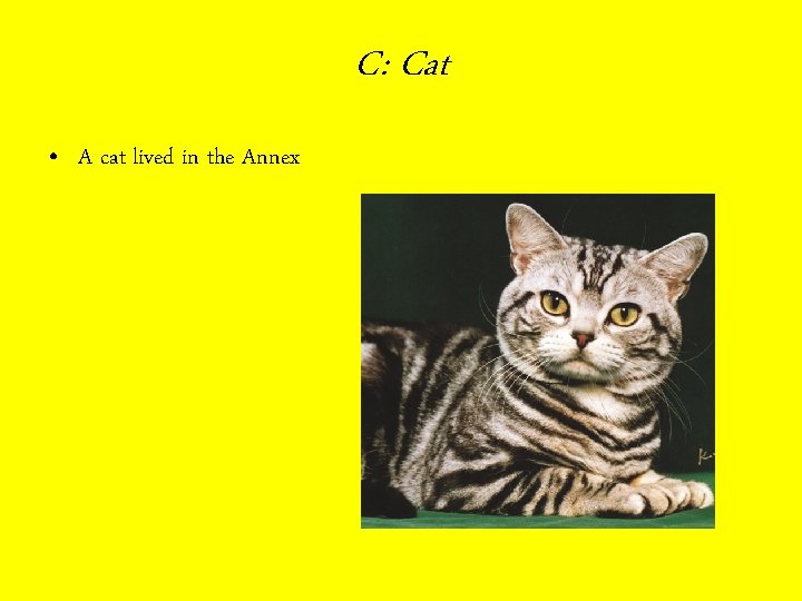 C: Cat • A cat lived in the Annex 