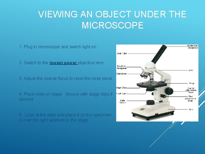 VIEWING AN OBJECT UNDER THE MICROSCOPE 1. Plug in microscope and switch light on VIEWING AN OBJECT UNDER THE MICROSCOPE 1. Plug in microscope and switch light on