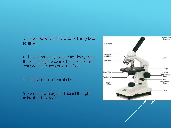 5. Lower objective lens to lower limit (close to slide). 6. Look through eyepiece 5. Lower objective lens to lower limit (close to slide). 6. Look through eyepiece