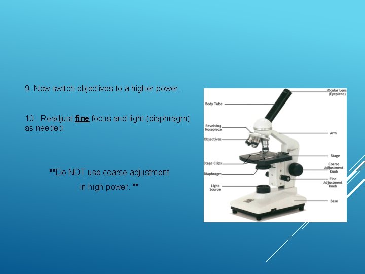 9. Now switch objectives to a higher power. 10. Readjust fine focus and light 9. Now switch objectives to a higher power. 10. Readjust fine focus and light