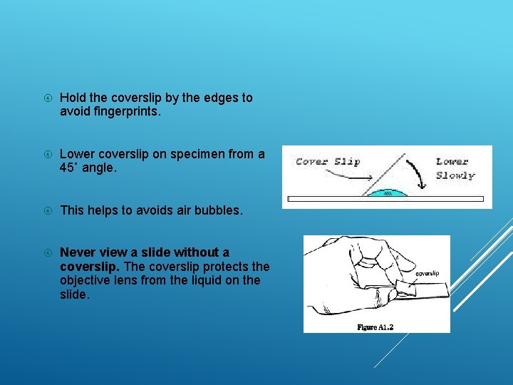 Hold the coverslip by the edges to avoid fingerprints. Lower coverslip on specimen  Hold the coverslip by the edges to avoid fingerprints. Lower coverslip on specimen