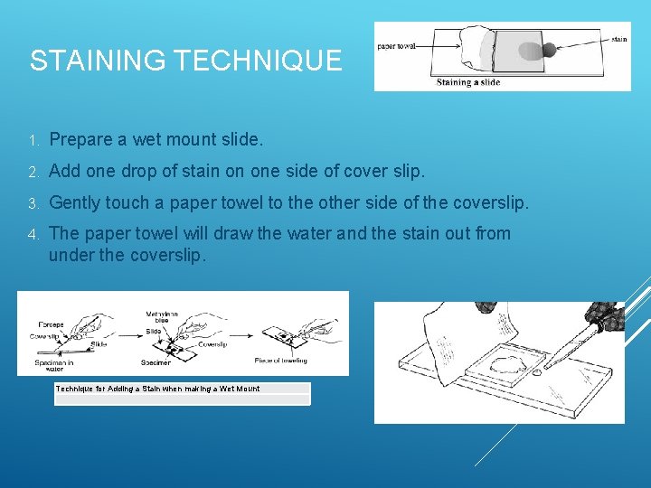 STAINING TECHNIQUE 1. Prepare a wet mount slide. 2. Add one drop of stain STAINING TECHNIQUE 1. Prepare a wet mount slide. 2. Add one drop of stain