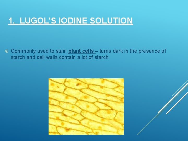 1. LUGOL'S IODINE SOLUTION Commonly used to stain plant cells – turns dark in 1. LUGOL'S IODINE SOLUTION Commonly used to stain plant cells – turns dark in