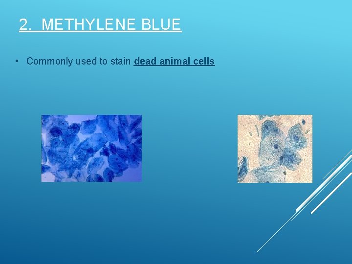2. METHYLENE BLUE • Commonly used to stain dead animal cells  2. METHYLENE BLUE • Commonly used to stain dead animal cells