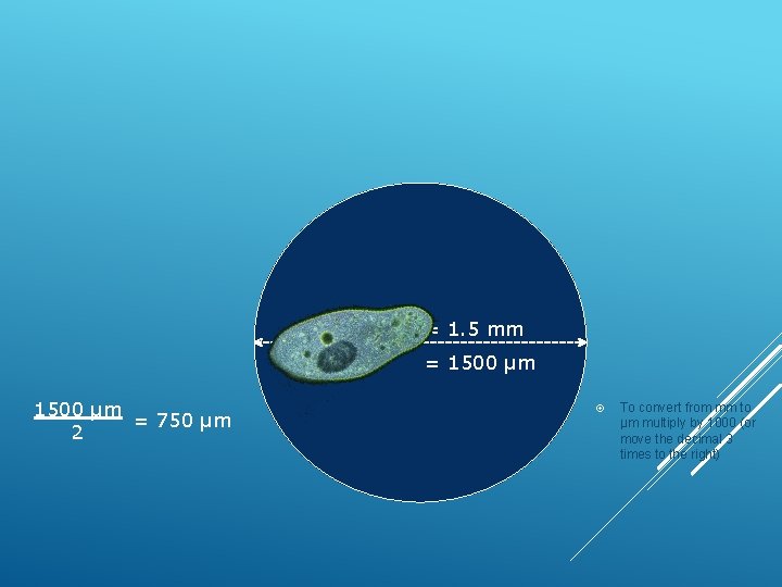 Diameter = 1. 5 mm = 1500 µm = 750 µm 2 To convert Diameter = 1. 5 mm = 1500 µm = 750 µm 2 To convert
