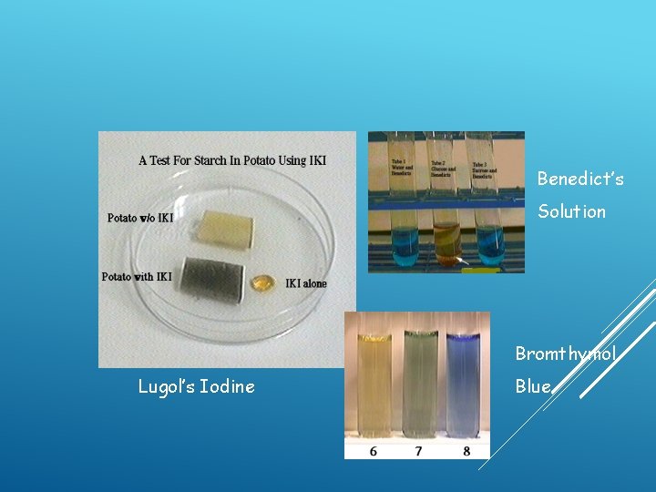 Benedict’s Solution Bromthymol Lugol’s Iodine Blue  Benedict’s Solution Bromthymol Lugol’s Iodine Blue
