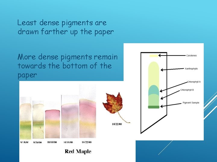 Least dense pigments are drawn farther up the paper More dense pigments remain towards Least dense pigments are drawn farther up the paper More dense pigments remain towards