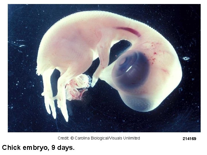 Credit: © Carolina Biological/Visuals Unlimited Chick embryo, 9 days. 214169 